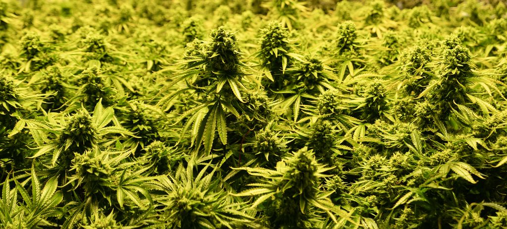A field of cannabis plants seen up close